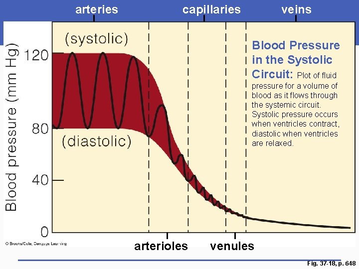 arteries capillaries veins Blood Pressure in the Systolic Circuit: Plot of fluid pressure for