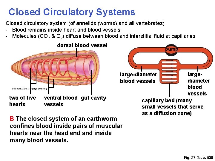 Closed Circulatory Systems Closed circulatory system (of annelids (worms) and all vertebrates) - Blood