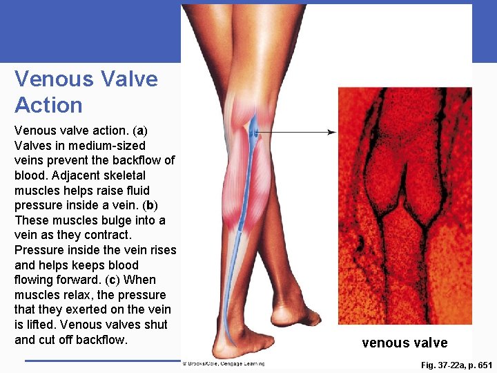 Venous Valve Action Venous valve action. (a) Valves in medium-sized veins prevent the backflow
