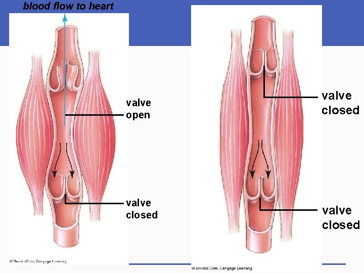 blood flow to heart valve open valve closed 