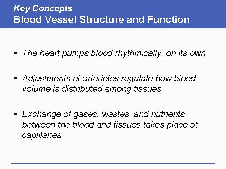 Key Concepts Blood Vessel Structure and Function § The heart pumps blood rhythmically, on