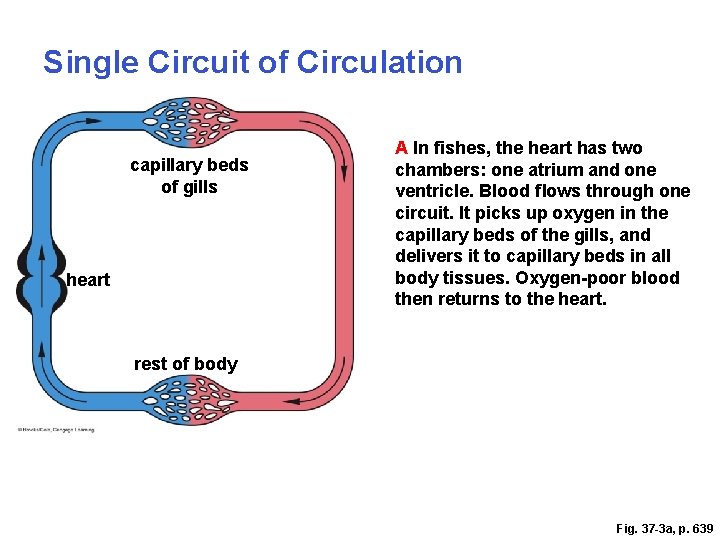 Single Circuit of Circulation capillary beds of gills heart A In fishes, the heart