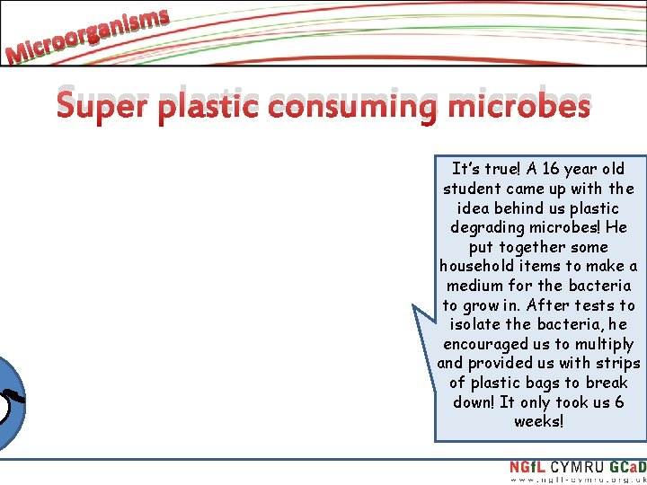 Super plastic consuming microbes It’s true! A 16 year old student came up with