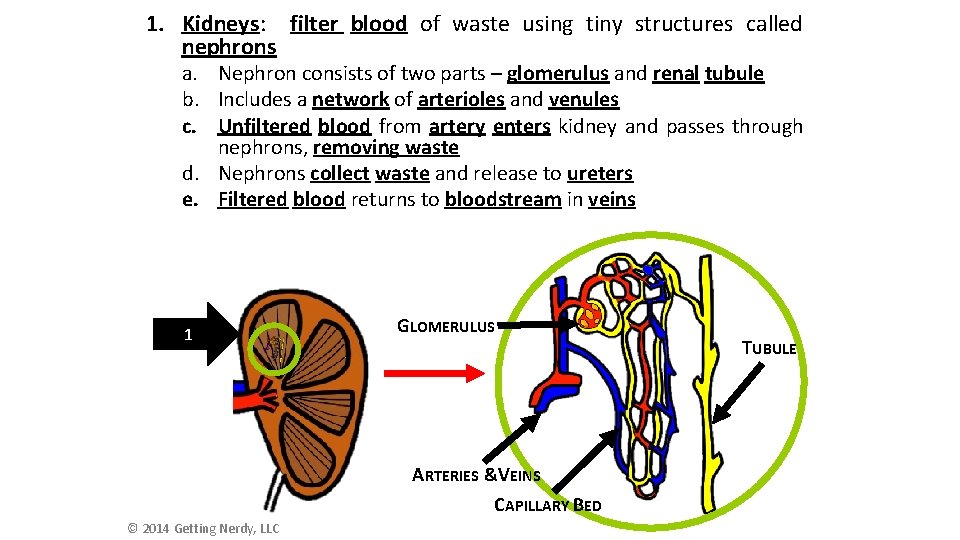 1. Kidneys: filter blood of waste using tiny structures called nephrons a. Nephron consists