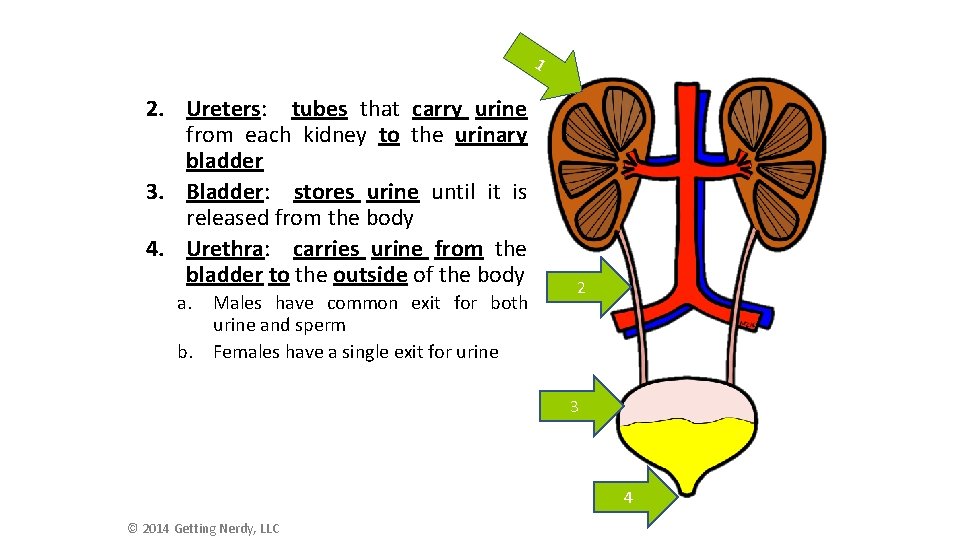1 2. Ureters: tubes that carry urine from each kidney to the urinary bladder