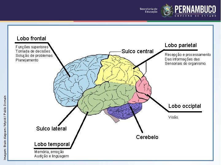 Lobo frontal Imagem: Brain diagram / Mysid / Public Domain Funções superiores Tomada de