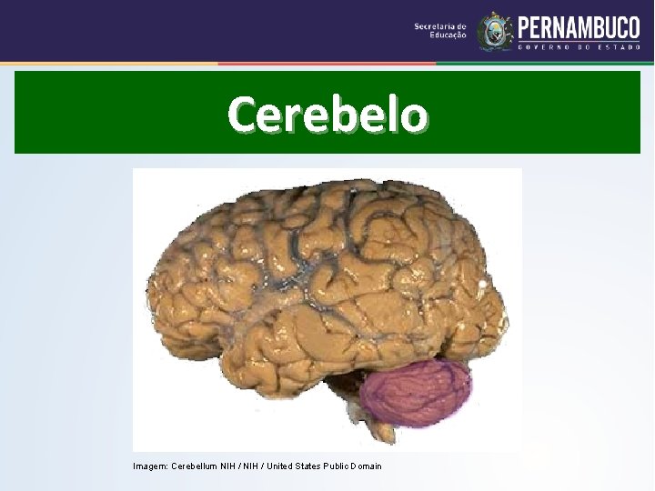 Cerebelo Imagem: Cerebellum NIH / United States Public Domain 