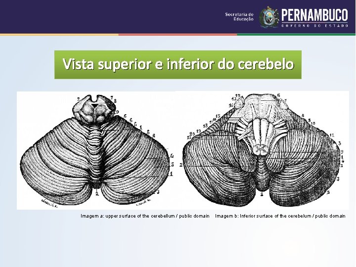 Vista superior e inferior do cerebelo Imagem a: upper surface of the cerebellum /