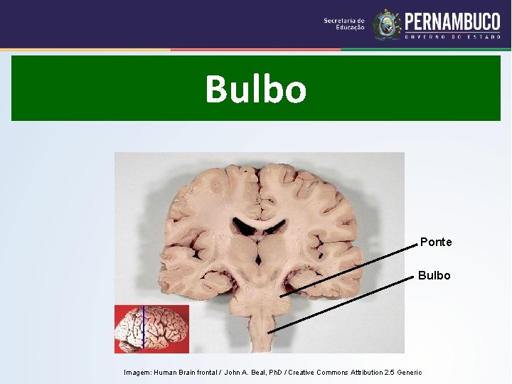 Bulbo Ponte Bulbo Imagem: Human Brain frontal / John A. Beal, Ph. D /