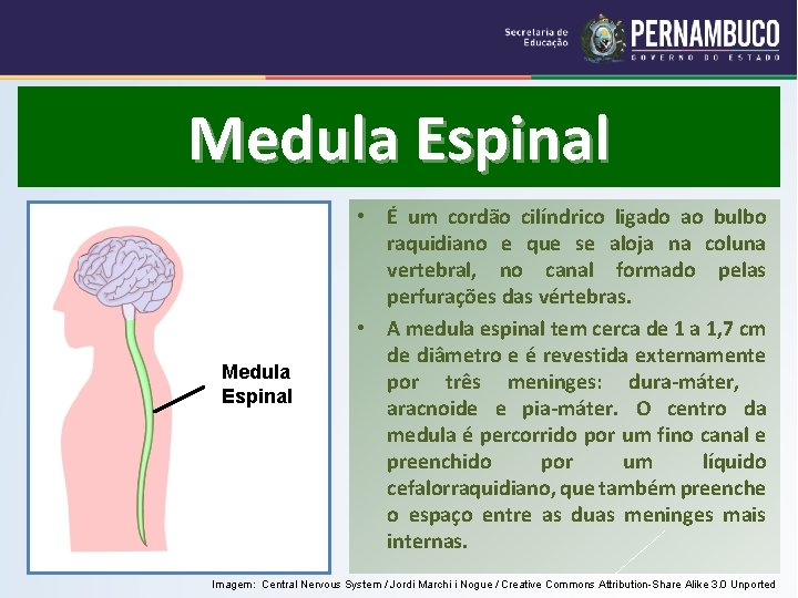 Medula Espinal • É um cordão cilíndrico ligado ao bulbo raquidiano e que se