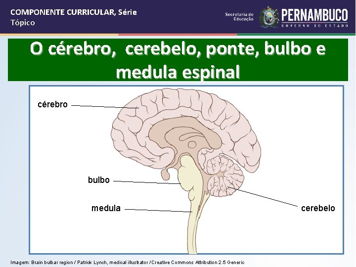 COMPONENTE CURRICULAR, Série Tópico O cérebro, cerebelo, ponte, bulbo e medula espinal cérebro bulbo