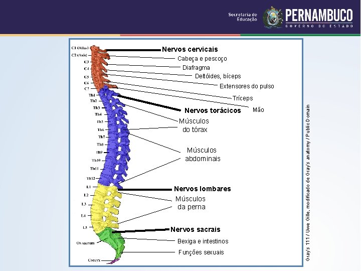 Nervos cervicais Cabeça e pescoço Diafragma Deltóides, bíceps Extensores do pulso Nervos torácicos Músculos