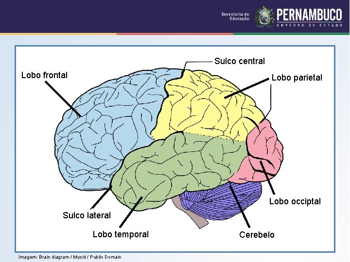 Sulco central Lobo frontal Lobo parietal Lobo occiptal Sulco lateral Lobo temporal Imagem: Brain