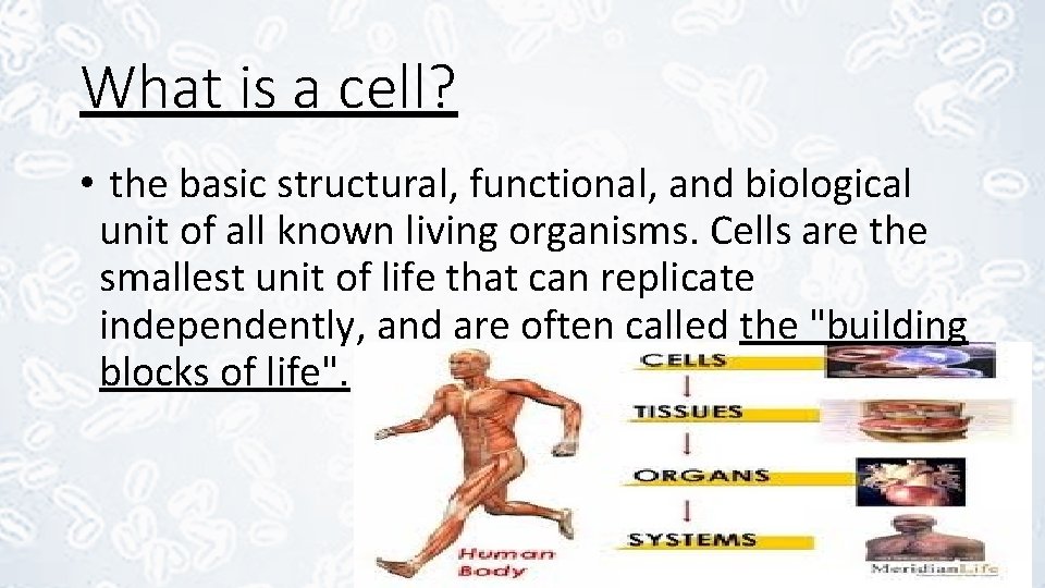 What is a cell? • the basic structural, functional, and biological unit of all