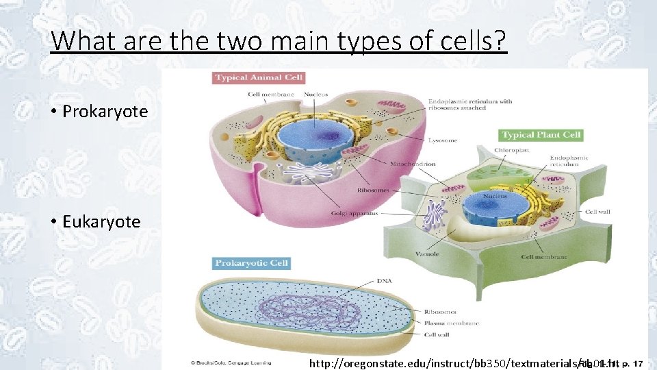 What are the two main types of cells? • Prokaryote • Eukaryote http: //oregonstate.