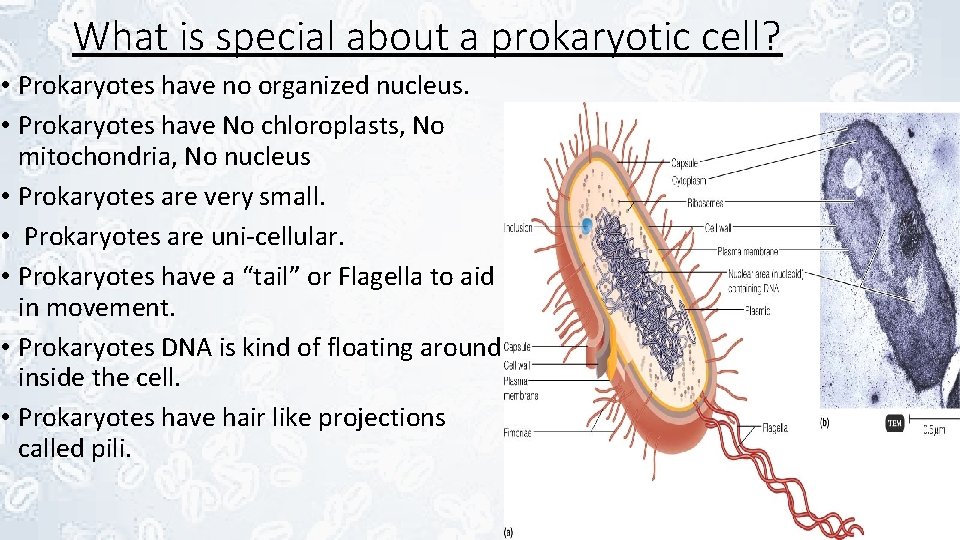 What is special about a prokaryotic cell? • Prokaryotes have no organized nucleus. •
