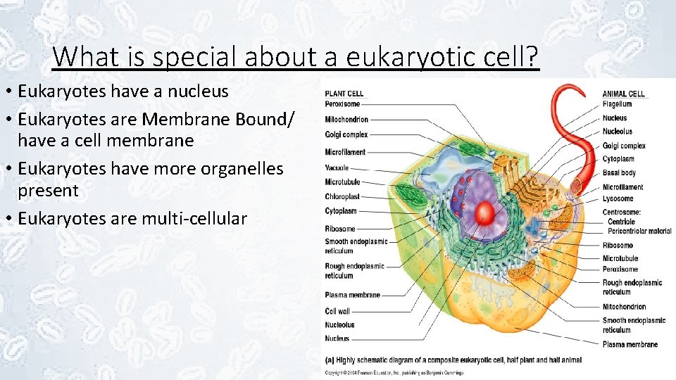 What is special about a eukaryotic cell? • Eukaryotes have a nucleus • Eukaryotes