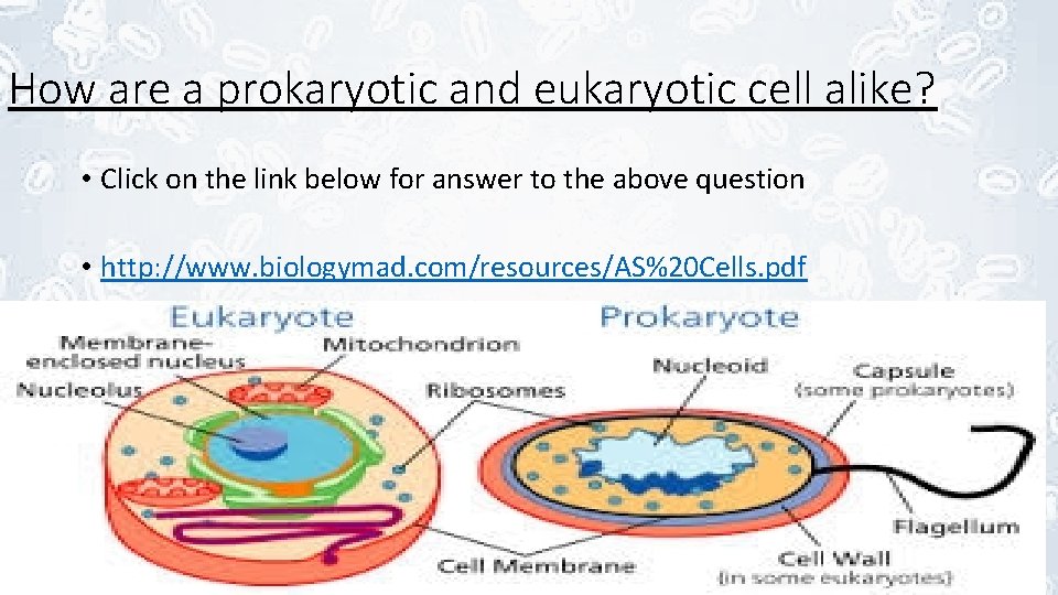 How are a prokaryotic and eukaryotic cell alike? • Click on the link below