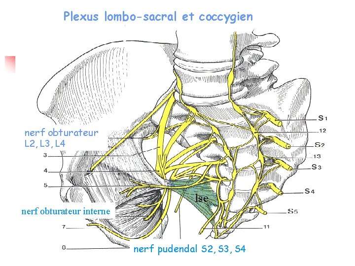 Plexus lombo-sacral et coccygien nerf obturateur L 2, L 3, L 4 lse nerf