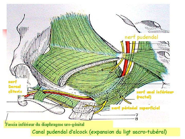 nerf pudendal nerf Dorsal clitoris nerf anal inférieur (rectal) nerf périnéal superficiel Fascia inférieur