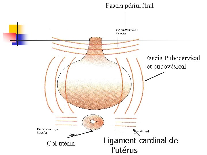 Fascia périurétral Fascia Pubocervical et pubovésical Col utérin Ligament cardinal de l’utérus 