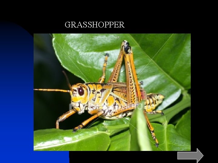 GRASSHOPPER 