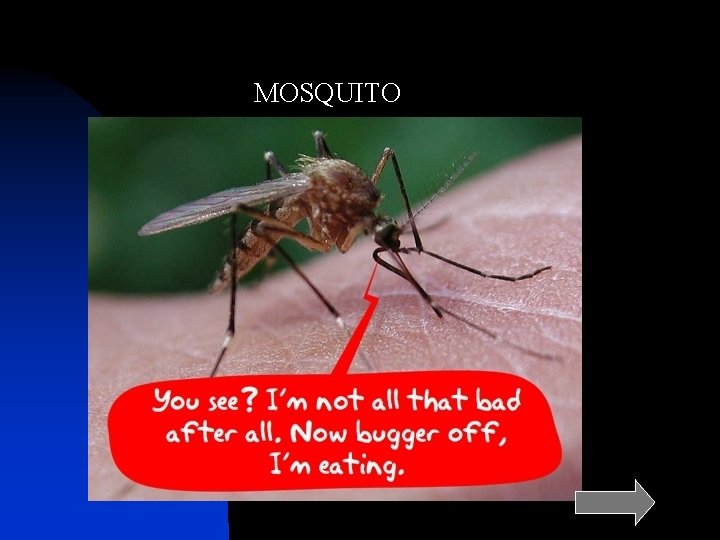 MOSQUITO 