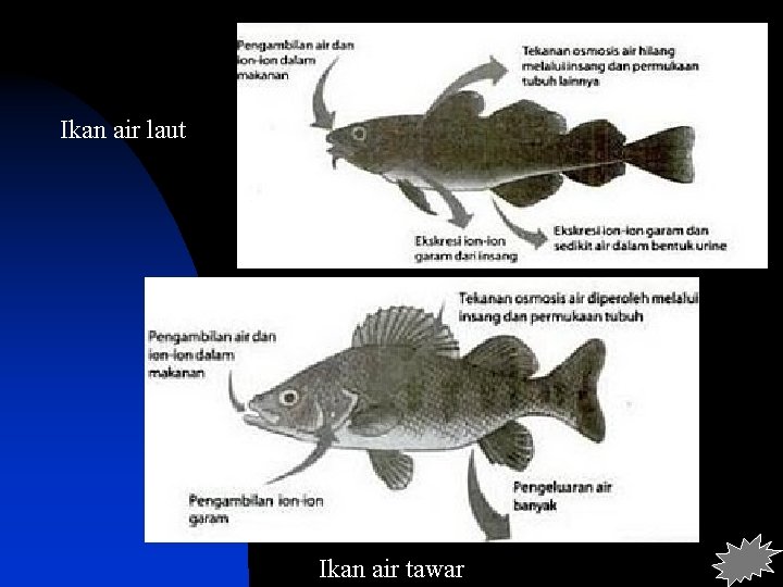 Ikan air laut Ikan air tawar 