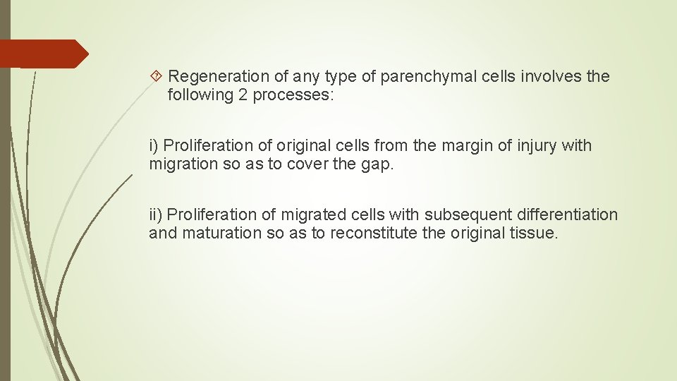  Regeneration of any type of parenchymal cells involves the following 2 processes: i)