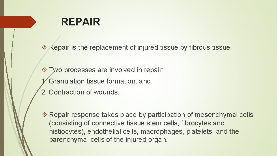 REPAIR Repair is the replacement of injured tissue by fibrous tissue. Two processes are