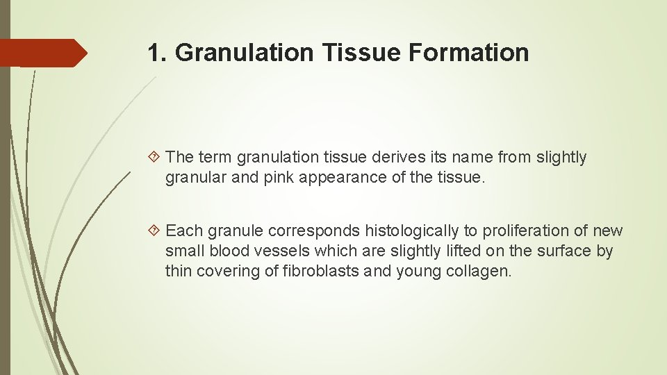 1. Granulation Tissue Formation The term granulation tissue derives its name from slightly granular