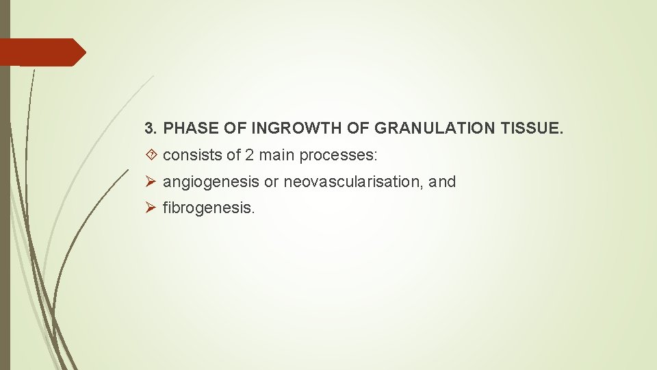 3. PHASE OF INGROWTH OF GRANULATION TISSUE. consists of 2 main processes: Ø angiogenesis