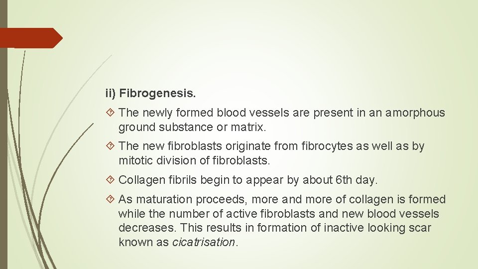 ii) Fibrogenesis. The newly formed blood vessels are present in an amorphous ground substance