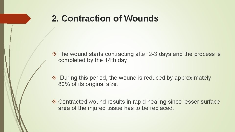 2. Contraction of Wounds The wound starts contracting after 2 -3 days and the