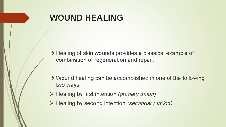 WOUND HEALING Healing of skin wounds provides a classical example of combination of regeneration