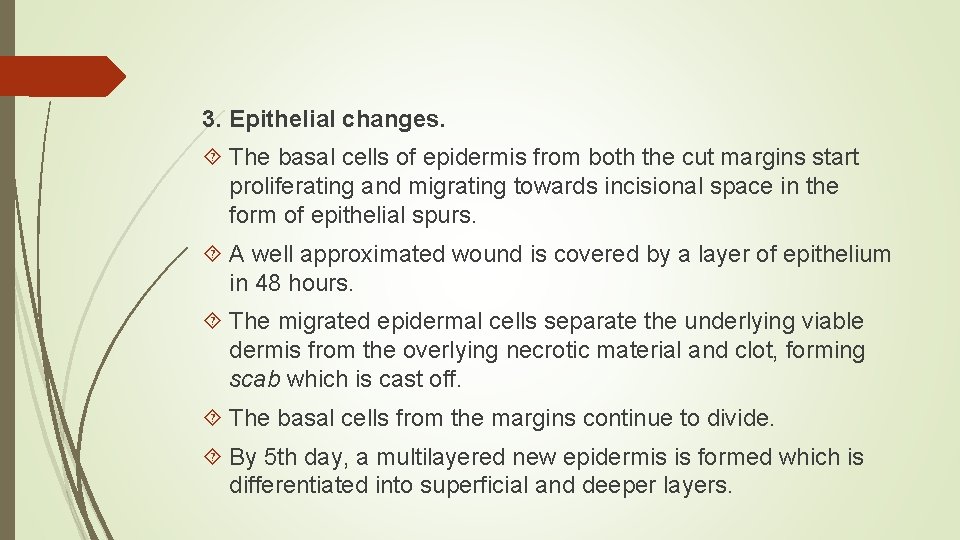 3. Epithelial changes. The basal cells of epidermis from both the cut margins start