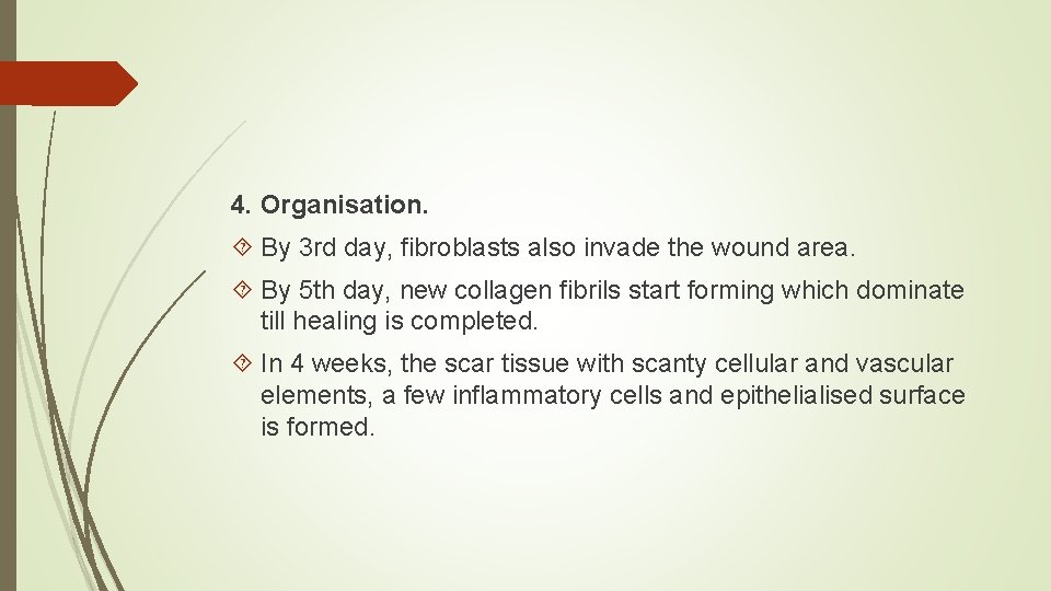 4. Organisation. By 3 rd day, fibroblasts also invade the wound area. By 5