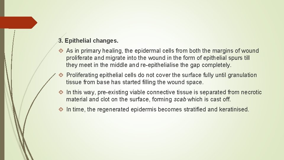 3. Epithelial changes. As in primary healing, the epidermal cells from both the margins