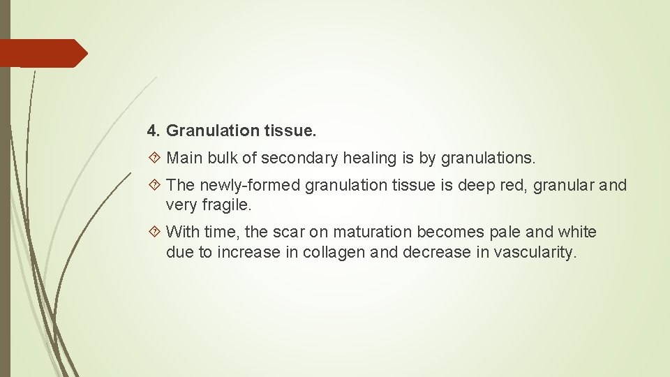 4. Granulation tissue. Main bulk of secondary healing is by granulations. The newly-formed granulation