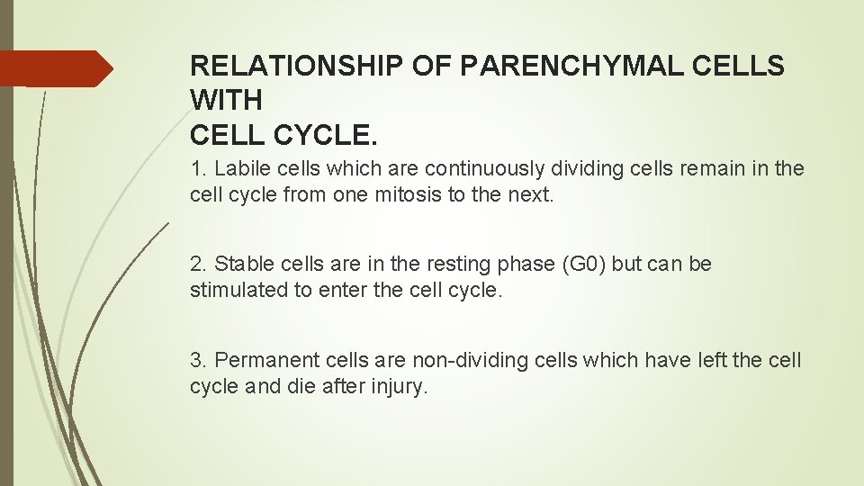 RELATIONSHIP OF PARENCHYMAL CELLS WITH CELL CYCLE. 1. Labile cells which are continuously dividing