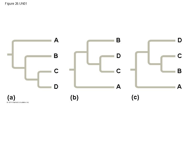 Figure 26. UN 01 (a) A B D C C C B D A