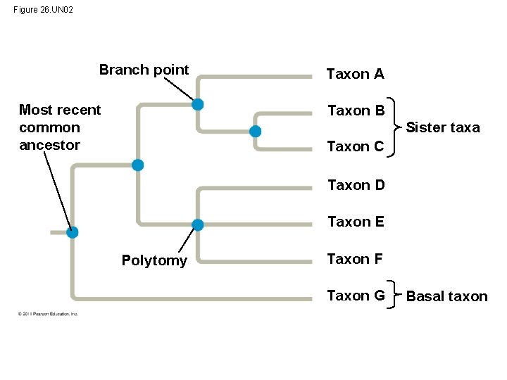 Figure 26. UN 02 Branch point Most recent common ancestor Taxon A Taxon B