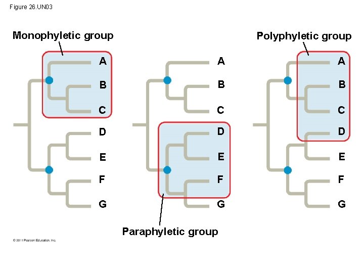 Figure 26. UN 03 Monophyletic group Polyphyletic group A A A B B B