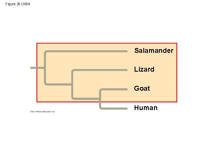 Figure 26. UN 04 Salamander Lizard Goat Human 