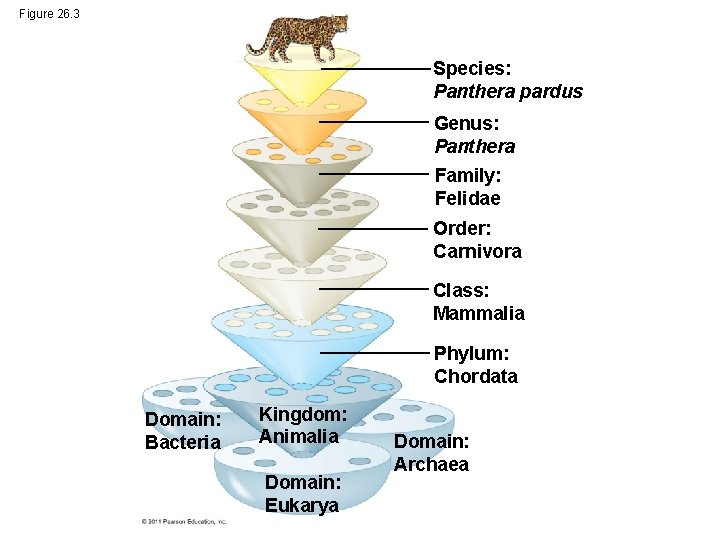Figure 26. 3 Species: Panthera pardus Genus: Panthera Family: Felidae Order: Carnivora Class: Mammalia