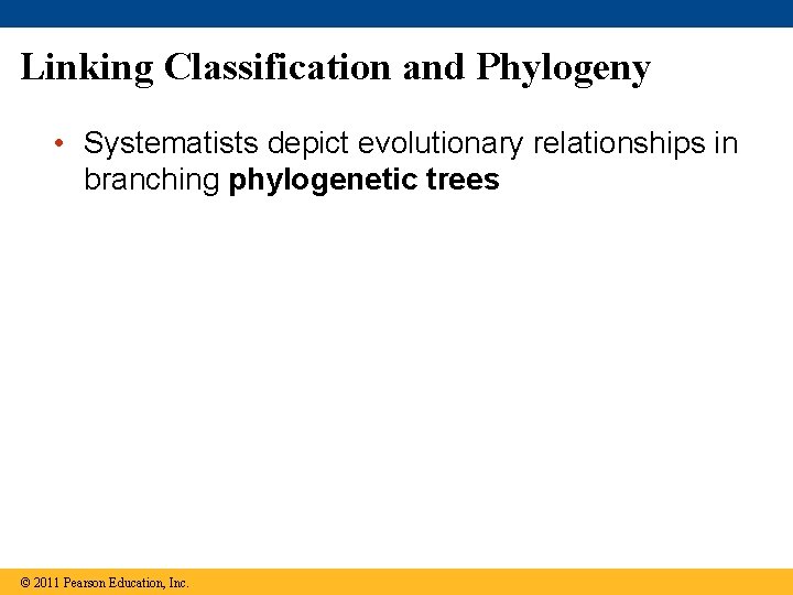 Linking Classification and Phylogeny • Systematists depict evolutionary relationships in branching phylogenetic trees ©