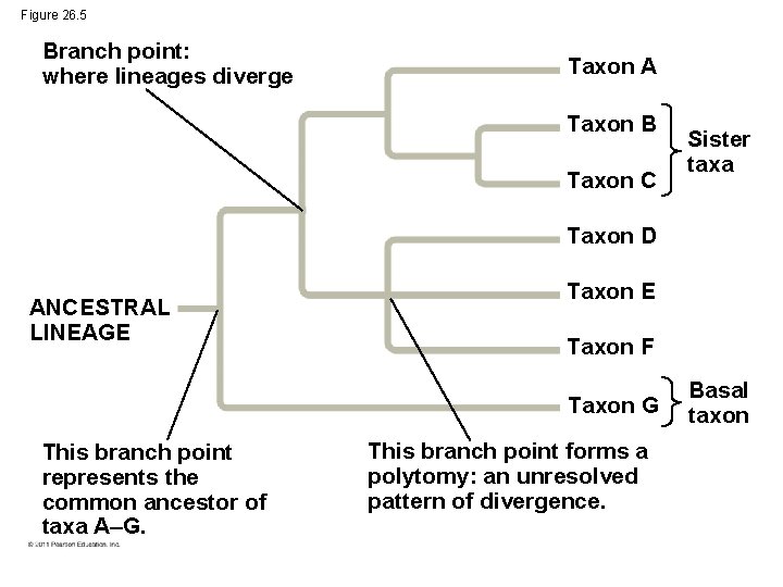 Figure 26. 5 Branch point: where lineages diverge Taxon A Taxon B Taxon C
