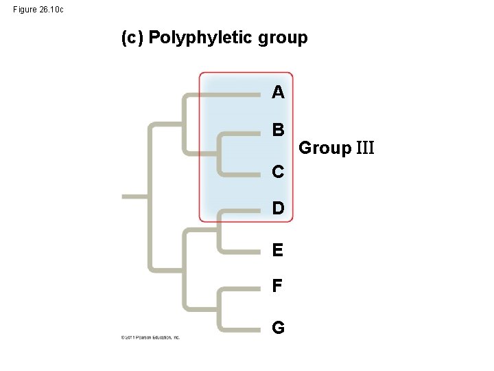 Figure 26. 10 c (c) Polyphyletic group A B C D E F G