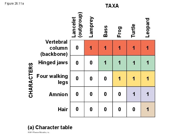 Figure 26. 11 a Lancelet (outgroup) Lamprey Bass Frog Turtle Leopard CHARACTERS TAXA Vertebral