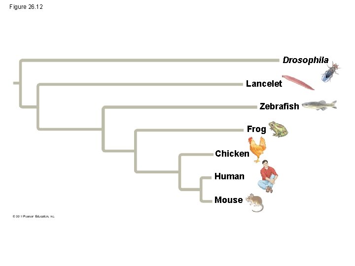 Figure 26. 12 Drosophila Lancelet Zebrafish Frog Chicken Human Mouse 